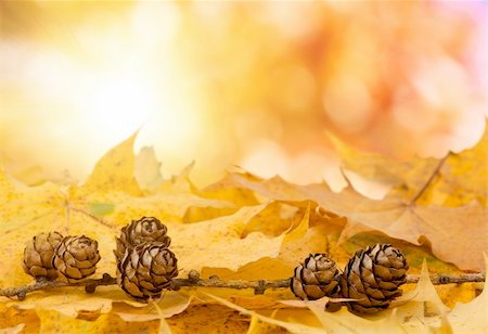 fade - pine cones and and maple leaves with real natural bokeh Foto de stock - Super Valor sin royalties y Suscripción, Código: 400-06416258