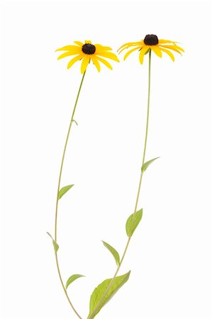 simsearch:400-05691274,k - fleur jaune (Rudbeckia fulgida) sur fond blanc Photographie de stock - Aubaine LD & Abonnement, Code: 400-06416704