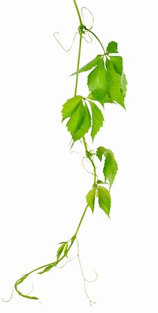 Grape vine leaves isolated on a white background Stock Photo - Budget Royalty-Free & Subscription, Code: 400-06416751