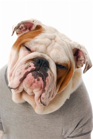 fat dog - adorable english bulldog with silly expression wearing grey shirt on white background Stock Photo - Budget Royalty-Free & Subscription, Code: 400-06416808