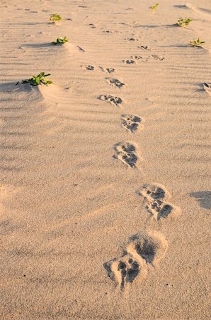 Dogs track in sand in the nature Stock Photo - Budget Royalty-Free & Subscription, Code: 400-06417051