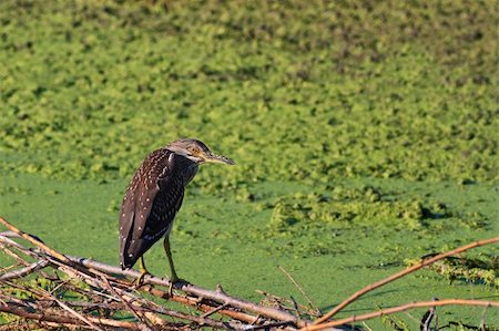 a juvenile of black crowned night heron (Nycticorax nycticorax) Fotografie stock - Microstock e Abbonamento, Codice: 400-06417461