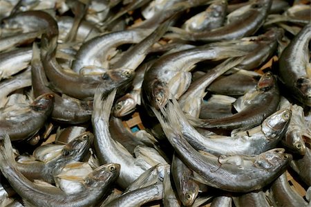 Mackerel fish at market, Thailand Stock Photo - Budget Royalty-Free & Subscription, Code: 400-06417701
