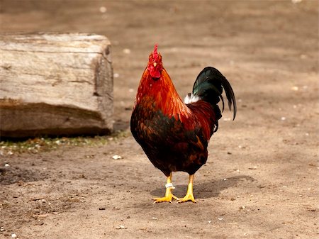 simsearch:400-04578495,k - Beautiful spécime of a cock in a biologic farm Foto de stock - Super Valor sin royalties y Suscripción, Código: 400-06417927