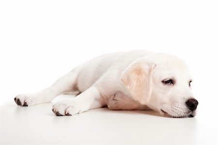 simsearch:400-04303358,k - Beautiful labrador retriever puppy isolated on white background with a sleep look Stock Photo - Budget Royalty-Free & Subscription, Code: 400-06417984