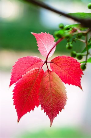 dmitryelagin (artist) - Five small red leafs on branch outdoors at day time Stock Photo - Budget Royalty-Free & Subscription, Code: 400-06418014