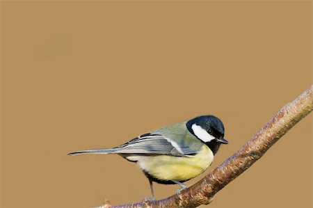 Great tit (Parus major) perched on a branch Stock Photo - Budget Royalty-Free & Subscription, Code: 400-06418110
