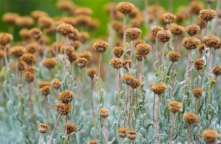 simsearch:400-05894230,k - Field with wild dried santolina flowers (santolina chamaecyparissus), shot from a low position. Also called lavender cotton. Stock Photo - Budget Royalty-Free & Subscription, Code: 400-06418228