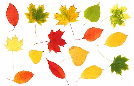 simsearch:400-04228440,k - collection of beautiful colourful autumn leaves on white Foto de stock - Super Valor sin royalties y Suscripción, Código: 400-06418409