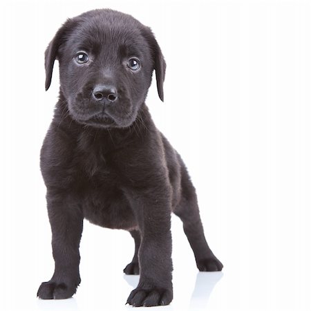 alert labrador retriever puppy standing and looking at the camera Stock Photo - Budget Royalty-Free & Subscription, Code: 400-06419198