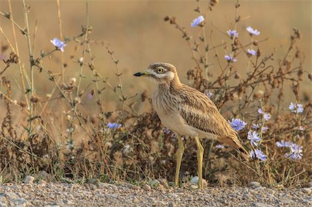 Eurasian Stone curlew in the Danube Delta, Romania Stock Photo - Budget Royalty-Free & Subscription, Code: 400-06419514