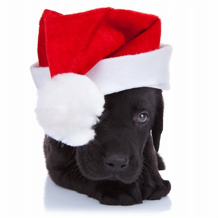 cute little santa - shy black labrador puppy with santa cap over white background Stock Photo - Budget Royalty-Free & Subscription, Code: 400-06419755