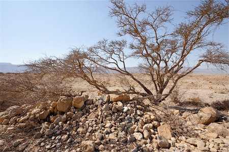 simsearch:400-06567209,k - Dry Tree in Sand Hills of Samaria, Israel Stock Photo - Budget Royalty-Free & Subscription, Code: 400-06419769