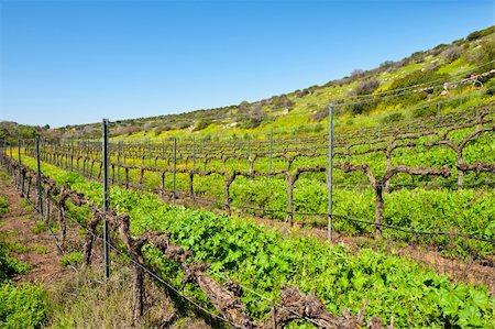 simsearch:400-06415579,k - Rows of Vines on the Field in Israel, Early Spring Fotografie stock - Microstock e Abbonamento, Codice: 400-06419795