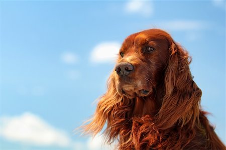 dog with ears - Red irish setter dog turn head on blue sky with clouds Stock Photo - Budget Royalty-Free & Subscription, Code: 400-06411666