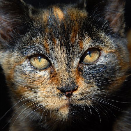 Kitten has unusual coloring of orange, black and brown.  Closeup of cats face shows amber eyes narrowed to slits in the bright sunshine. Stock Photo - Budget Royalty-Free & Subscription, Code: 400-06412976