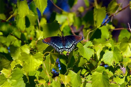 Black and blue swallowtail rests on leaves of vine in southern Arkansas.  The wings are open. Fotografie stock - Microstock e Abbonamento, Codice: 400-06412978