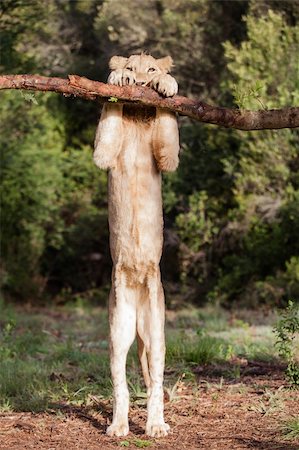 fiona_ayerst (artist) - Joli portrait de lion effrontément la lecture d'une branche d'arbre Photographie de stock - Aubaine LD & Abonnement, Code: 400-06413127