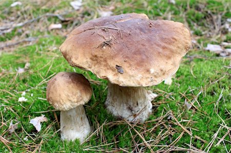 simsearch:400-07217319,k - beautiful mushrooms in autumn forest Stock Photo - Budget Royalty-Free & Subscription, Code: 400-06413520