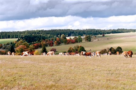 simsearch:400-06330197,k - Kühe auf der Weide an einem sonnigen Tag im Herbst Stockbilder - Microstock & Abonnement, Bildnummer: 400-06413541