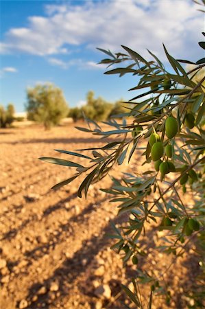 Close-up of an olive branch in an orchard Stock Photo - Budget Royalty-Free & Subscription, Code: 400-06413597