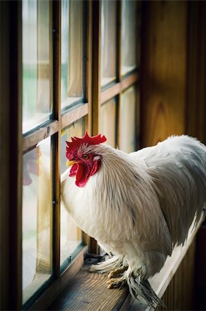 silent47 (artist) - White rooster looking at window Foto de stock - Super Valor sin royalties y Suscripción, Código: 400-06413846