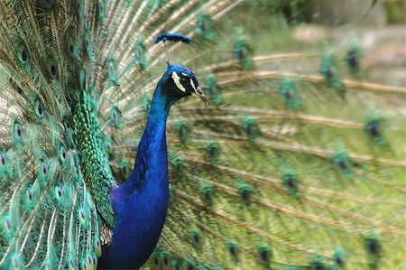 detail of peacock as very nice color background Stock Photo - Budget Royalty-Free & Subscription, Code: 400-06424284