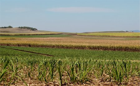 sugar cane field - Sucre australien industrie la canne à sucre ferme agricole rural paysage fond de ciel enfumé Photographie de stock - Aubaine LD & Abonnement, Code: 400-06424353