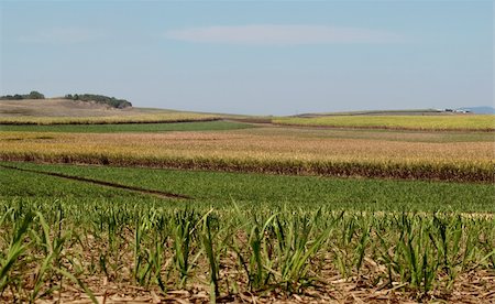 Australian sugar industry sugarcane farm rural agriculture landscape with smoky sky background Stock Photo - Budget Royalty-Free & Subscription, Code: 400-06424353