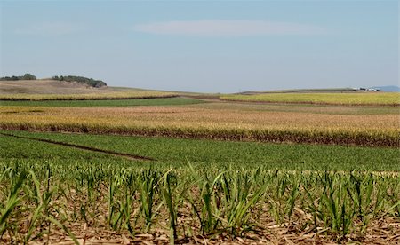 sugar cane field - Australian sugar industry sugarcane farm rural agriculture landscape with smoky sky background Stock Photo - Budget Royalty-Free & Subscription, Code: 400-06424353