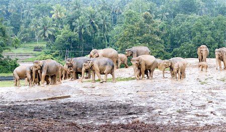 simsearch:673-02140713,k - Group of Asian elephants in the rain, Sri Lanka Foto de stock - Royalty-Free Super Valor e Assinatura, Número: 400-06424636