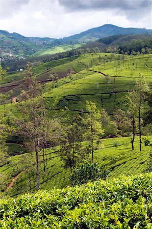 simsearch:400-06921179,k - Tea trees on the plantations, Sri Lanka Fotografie stock - Microstock e Abbonamento, Codice: 400-06424637