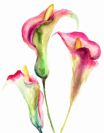 Fleurs de Lys Calla, illustration aquarelle Photographie de stock - Aubaine LD & Abonnement, Code: 400-06424820