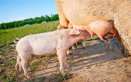 simsearch:400-04401097,k - A young piglet feeding on mom outdoors Stock Photo - Budget Royalty-Free & Subscription, Code: 400-06425239