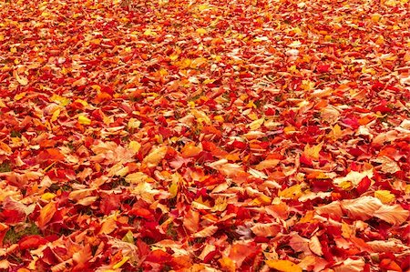 simsearch:400-04475632,k - Fall orange and red autumn leaves on ground for background or backdrop Foto de stock - Royalty-Free Super Valor e Assinatura, Número: 400-06425269