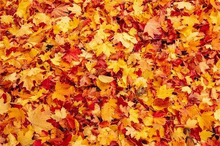 simsearch:400-04475632,k - Fall orange and red autumn leaves on ground for background or backdrop Foto de stock - Royalty-Free Super Valor e Assinatura, Número: 400-06425270