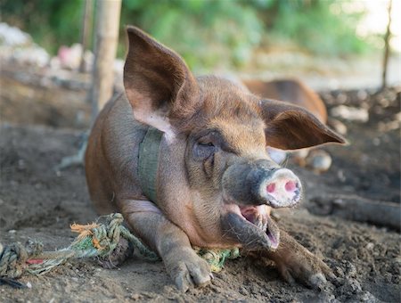 simsearch:632-02690277,k - Faule Schwein Gähnen im Schlamm Stockbilder - Microstock & Abonnement, Bildnummer: 400-06425527