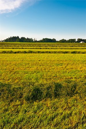 The Lines of New-mown Hay in Bavaria, Germany Stock Photo - Budget Royalty-Free & Subscription, Code: 400-06425602
