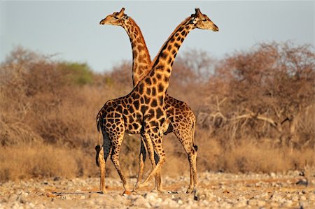 simsearch:400-04939064,k - Two giraffe bulls (Giraffa camelopardalis), Etosha National Park, Namibia, southern Africa Foto de stock - Super Valor sin royalties y Suscripción, Código: 400-06425677