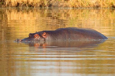 simsearch:400-05738491,k - Hippopotamus (Hippopotamus amphibius) submerged in water, South Africa Stock Photo - Budget Royalty-Free & Subscription, Code: 400-06425678