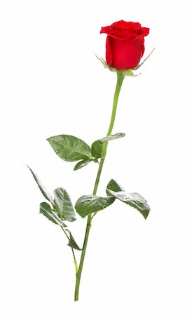 single red rose bud - single dark red rose isolated on white Stock Photo - Budget Royalty-Free & Subscription, Code: 400-06425671