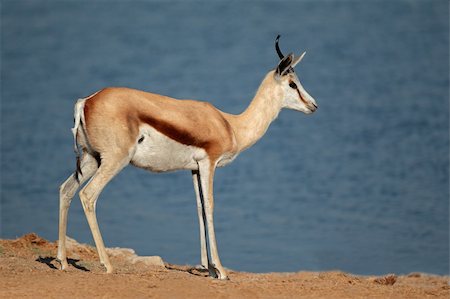 simsearch:400-04939064,k - Springbok antelope (Antidorcas marsupialis), Etosha National Park, Namibia, southern Africa Foto de stock - Super Valor sin royalties y Suscripción, Código: 400-06425682