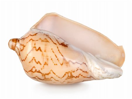 shell macro - Colorful sea shell isolated on a white background Stock Photo - Budget Royalty-Free & Subscription, Code: 400-06425739
