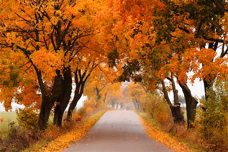 Autumn - road with colorful, vibrant maple trees. Fall in Poland. Stock Photo - Budget Royalty-Free & Subscription, Code: 400-06425939