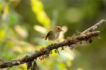 simsearch:400-07321735,k - wunderschöne Rotrücken-Granada Trauerschnäpper (Ficedula Solitaris) in Thai Wald Stockbilder - Microstock & Abonnement, Bildnummer: 400-06426962