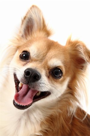 simsearch:693-03303306,k - small chihuahua isolated on the white background Stock Photo - Budget Royalty-Free & Subscription, Code: 400-06426976