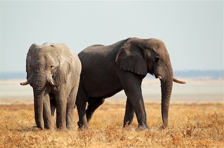 simsearch:400-07657090,k - African elephants (Loxodonta africana) on the open plains of the Etosha National Park, Namibia Fotografie stock - Microstock e Abbonamento, Codice: 400-06427745