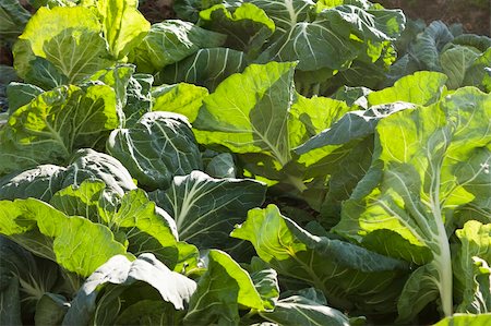 "Jug handle" cabbages in the orchard. Stock Photo - Budget Royalty-Free & Subscription, Code: 400-06427775