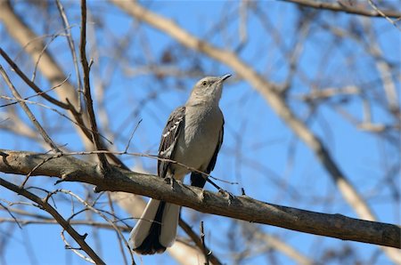 The state bird of Arkansas, the Mocking Bird", is perched on a limb and is outlined by blue sky. Fotografie stock - Microstock e Abbonamento, Codice: 400-06427776