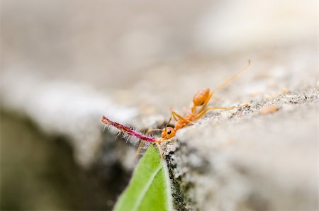port de la selva - puissance de fourmis rouges dans la nature Photographie de stock - Aubaine LD & Abonnement, Code: 400-06427904
